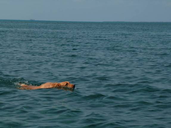 O Chimi nada para terra firme na grande barreira de corais de Belize